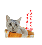 みーちゃんのスタンプはここ（個別スタンプ：11）