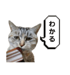 みーちゃんのスタンプはここ（個別スタンプ：14）