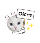白猫のきゆこ（個別スタンプ：1）