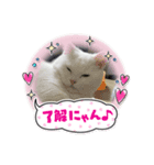 白猫のきゆこ（個別スタンプ：2）