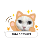 白猫のきゆこ（個別スタンプ：5）
