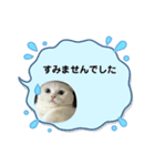 白猫のきゆこ（個別スタンプ：7）