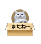 白猫のきゆこ（個別スタンプ：8）