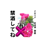 プレゼントの参考にもなる花言葉スタンプ（個別スタンプ：1）