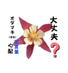 プレゼントの参考にもなる花言葉スタンプ（個別スタンプ：20）