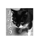 Giovanni Forever（個別スタンプ：1）