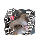 ミニチュアダックスの海くん（個別スタンプ：13）
