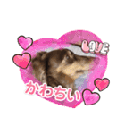 ミニチュアダックスの海くん（個別スタンプ：15）