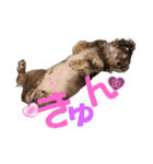 ミニチュアダックスの海くん（個別スタンプ：16）