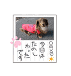 ミニチュアダックスの海くん（個別スタンプ：18）
