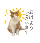犬猫保護団体レオ  保護っ子スタンプ①（個別スタンプ：1）