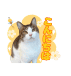 犬猫保護団体レオ  保護っ子スタンプ①（個別スタンプ：2）