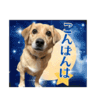 犬猫保護団体レオ  保護っ子スタンプ①（個別スタンプ：3）