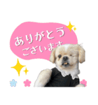 犬猫保護団体レオ  保護っ子スタンプ①（個別スタンプ：4）