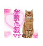 犬猫保護団体レオ  保護っ子スタンプ①（個別スタンプ：5）