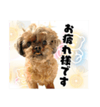 犬猫保護団体レオ  保護っ子スタンプ①（個別スタンプ：6）