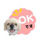 犬猫保護団体レオ  保護っ子スタンプ①（個別スタンプ：7）