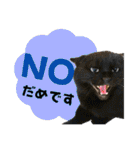 犬猫保護団体レオ  保護っ子スタンプ①（個別スタンプ：8）