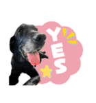 犬猫保護団体レオ  保護っ子スタンプ①（個別スタンプ：9）