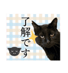 犬猫保護団体レオ  保護っ子スタンプ①（個別スタンプ：10）