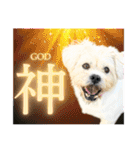 犬猫保護団体レオ  保護っ子スタンプ①（個別スタンプ：11）