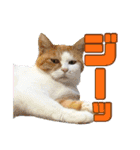犬猫保護団体レオ  保護っ子スタンプ①（個別スタンプ：12）