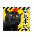 犬猫保護団体レオ  保護っ子スタンプ①（個別スタンプ：13）