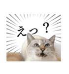 犬猫保護団体レオ  保護っ子スタンプ①（個別スタンプ：14）