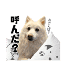 犬猫保護団体レオ  保護っ子スタンプ①（個別スタンプ：15）