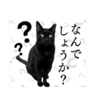犬猫保護団体レオ  保護っ子スタンプ①（個別スタンプ：16）