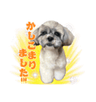 犬猫保護団体レオ  保護っ子スタンプ①（個別スタンプ：17）