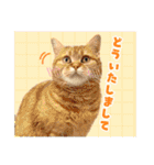 犬猫保護団体レオ  保護っ子スタンプ①（個別スタンプ：18）