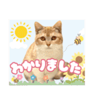 犬猫保護団体レオ  保護っ子スタンプ①（個別スタンプ：19）