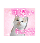 犬猫保護団体レオ  保護っ子スタンプ①（個別スタンプ：20）