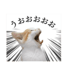 犬猫保護団体レオ  保護っ子スタンプ①（個別スタンプ：23）