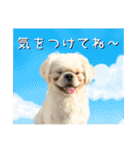 犬猫保護団体レオ  保護っ子スタンプ①（個別スタンプ：24）