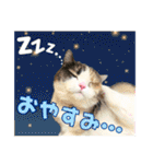 犬猫保護団体レオ  保護っ子スタンプ①（個別スタンプ：25）