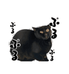 犬猫保護団体レオ  保護っ子スタンプ①（個別スタンプ：26）