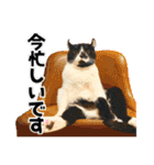 犬猫保護団体レオ  保護っ子スタンプ①（個別スタンプ：27）