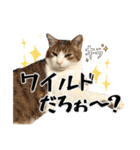 犬猫保護団体レオ  保護っ子スタンプ①（個別スタンプ：29）