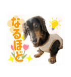 犬猫保護団体レオ  保護っ子スタンプ①（個別スタンプ：35）