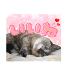 犬猫保護団体レオ  保護っ子スタンプ①（個別スタンプ：36）