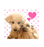 犬猫保護団体レオ  保護っ子スタンプ①（個別スタンプ：37）
