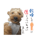 犬猫保護団体レオ  保護っ子スタンプ①（個別スタンプ：38）