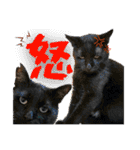 犬猫保護団体レオ  保護っ子スタンプ①（個別スタンプ：39）