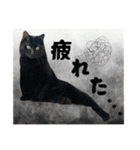 犬猫保護団体レオ  保護っ子スタンプ①（個別スタンプ：40）