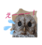 モリフクロウのぷりんさん一家（個別スタンプ：3）