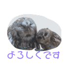 モリフクロウのぷりんさん一家（個別スタンプ：4）