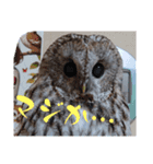 モリフクロウのぷりんさん一家（個別スタンプ：8）