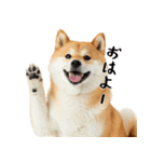 柴 犬太郎の日常（個別スタンプ：1）